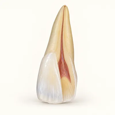 Teaching illustration: Tooth whitening