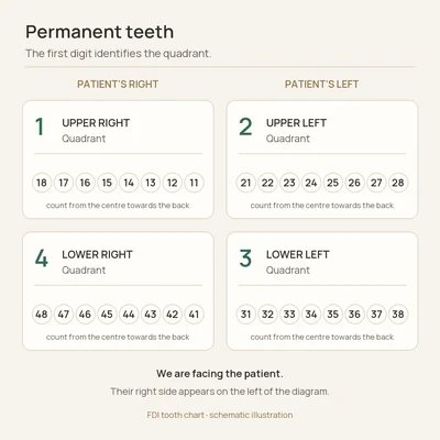 Teaching illustration: Dental chart / tooth numbers