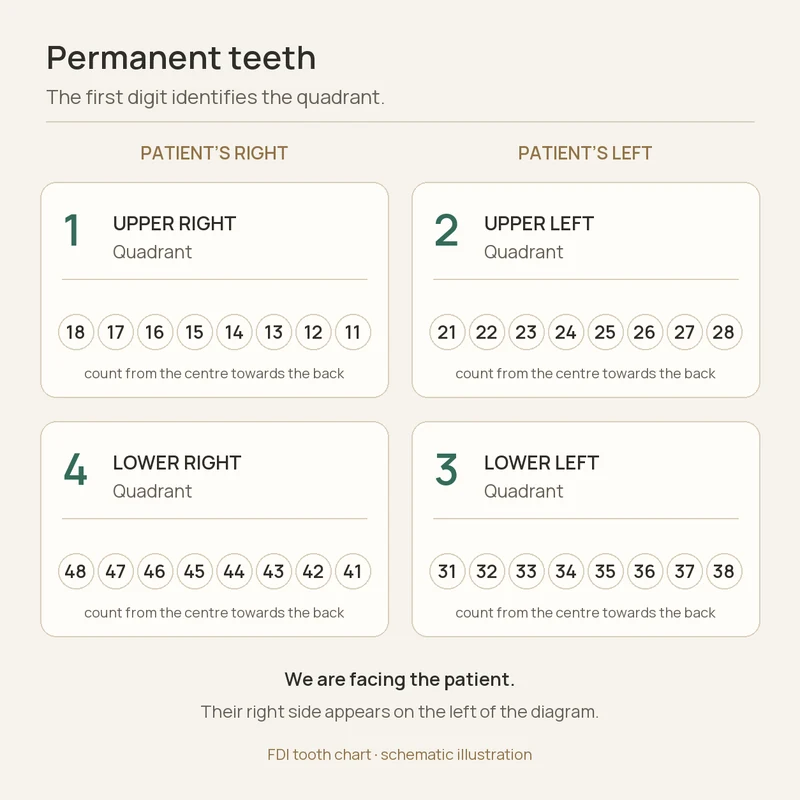 Medical teaching illustration: Four quarters of the mouth